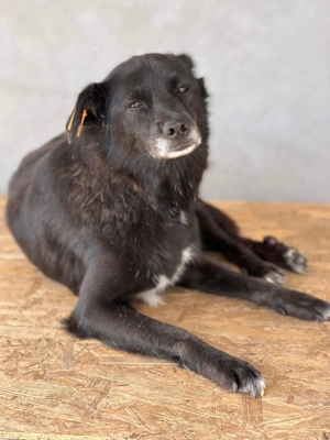 Amelia - zauberhafte Hundedame wartet auf liebevolle Menschen Bild 4