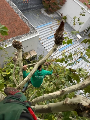 Baumrückschnitte Baumfällung Rodungen Grundstück Neu anlegen, Heckenschitte  Bild 5