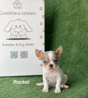 Ich präsentiere meine Chihuahua-Welpen Bild 2