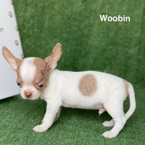 Ich präsentiere meine Chihuahua-Welpen Bild 3