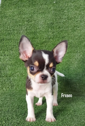 Ich präsentiere meine Chihuahua-Welpen Bild 4