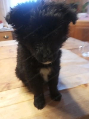 Howard, Mischlings Hunde  Bild 5