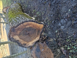 3 St. Walnussbaumstämme zu verkaufen, 0,80 m x 2 2,  0,50m x 2,70m, 0,50 m x 1,50 m