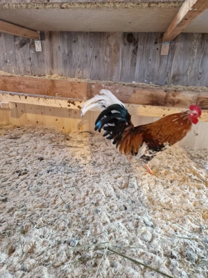 hahn zu Verschenken Bayrischer Landzwerg Bild 2