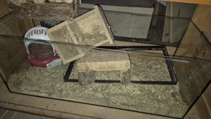    2  Glasterrarium ohne Deckel  Bild 4