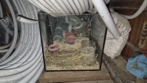    2  Glasterrarium ohne Deckel  Bild 3