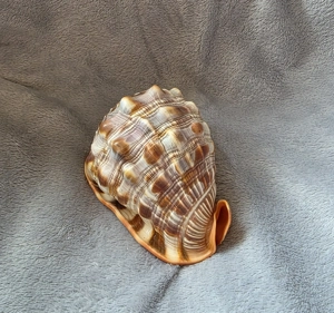 Sammler- & Vintage-Muschel   dekoratives Einzelstück Bild 2