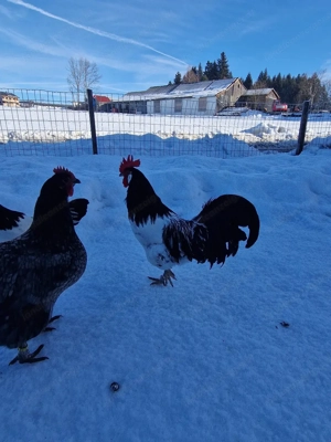 hahn zu verschenken Bild 2