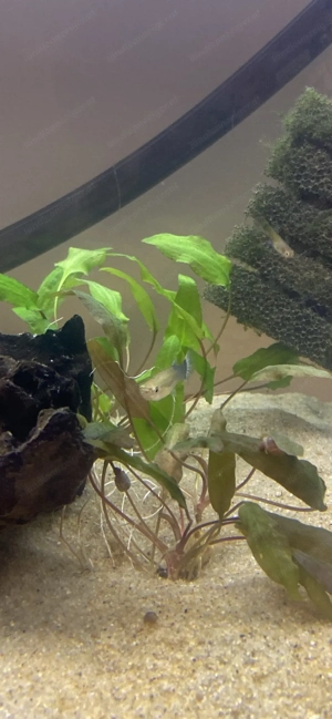 Guppys zu verschenken Bild 2