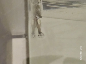 Guppys zu verschenken Bild 2