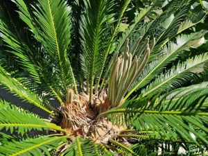 Wunderschöner Palmfarn, 15 Jahre, 180cm Durchmesser, strotzt vor Gesundheit Bild 4