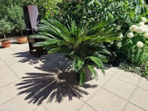 Wunderschöner Palmfarn, 15 Jahre, 180cm Durchmesser, strotzt vor Gesundheit Bild 5