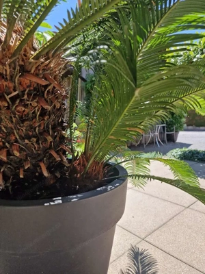 Wunderschöner Palmfarn, 15 Jahre, 180cm Durchmesser, strotzt vor Gesundheit Bild 3