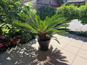 Wunderschöner Palmfarn, 15 Jahre, 180cm Durchmesser, strotzt vor Gesundheit Bild 2
