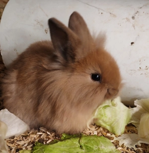 Zwergkaninchen zu haben Bild 2