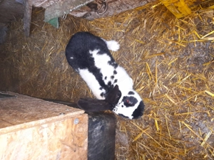 Zwei 1 Jährige Rammler zu verschenken .Abzuholen in Strengen .Telefon 068181148826 Bild 2