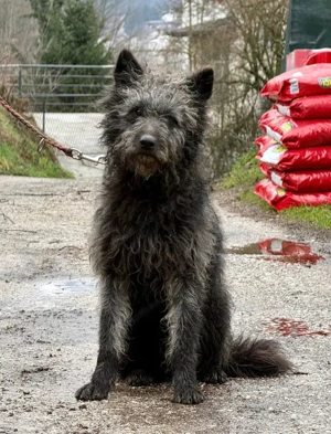 Struppi möchte bei IHNEN sein Glück finden - NOTFALL Bild 2