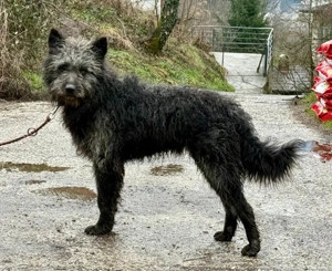 Struppi möchte bei IHNEN sein Glück finden - NOTFALL Bild 3