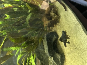 Juwel Aqurium 450l mit Zubehör Bild 2