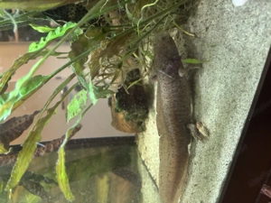 Juwel Aqurium 450l mit Zubehör Bild 4