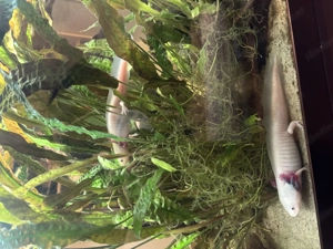 Juwel Aqurium 450l mit Zubehör Bild 3