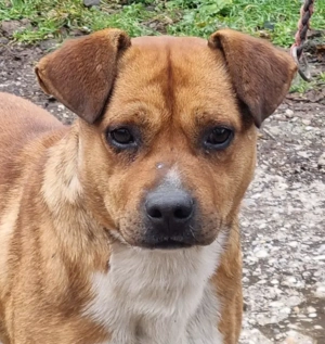 Meddo möchte Teil IHRER Familie werden Bild 4