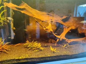 Verkaufe Aquarium  Bild 6