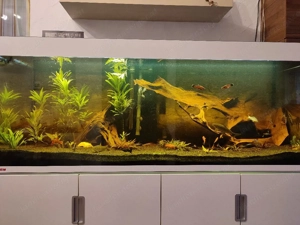 Verkaufe Aquarium  Bild 7