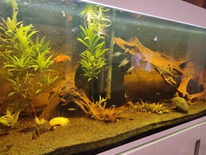 Verkaufe Aquarium  Bild 8