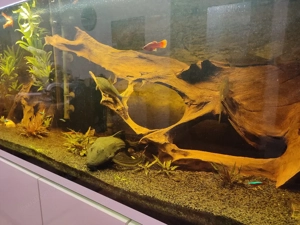Verkaufe Aquarium  Bild 2