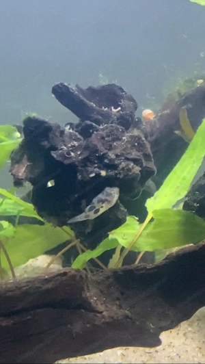 Erbsen Kugelfische zu verkaufen Bild 2