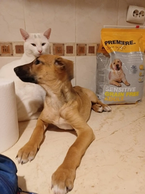 Celine - eine kleine Überlebenskämpferin auf der Suche nach ihrer Familie Bild 8