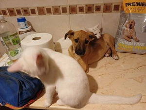 Celine - eine kleine Überlebenskämpferin auf der Suche nach ihrer Familie Bild 3