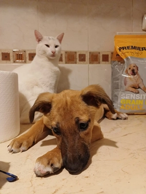 Celine - eine kleine Überlebenskämpferin auf der Suche nach ihrer Familie Bild 5