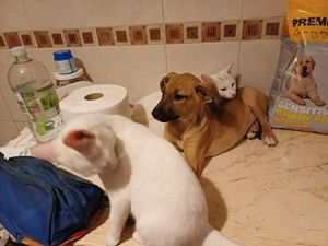 Celine - eine kleine Überlebenskämpferin auf der Suche nach ihrer Familie Bild 4