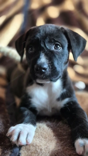 Pitt - ein liebenswerter Pittbullmix-Welpe sucht verantwortungsvolles Zuhause Bild 8
