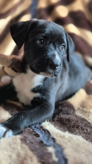 Pitt - ein liebenswerter Pittbullmix-Welpe sucht verantwortungsvolles Zuhause Bild 2