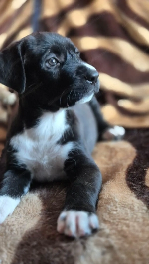 Pitt - ein liebenswerter Pittbullmix-Welpe sucht verantwortungsvolles Zuhause Bild 6