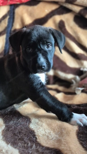 Pitt - ein liebenswerter Pittbullmix-Welpe sucht verantwortungsvolles Zuhause Bild 3