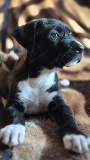 Pitt - ein liebenswerter Pittbullmix-Welpe sucht verantwortungsvolles Zuhause Bild 7