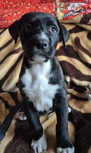 Pitt - ein liebenswerter Pittbullmix-Welpe sucht verantwortungsvolles Zuhause Bild 4