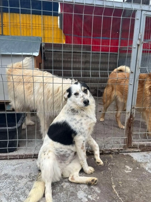 Hope - eine verschmuste Abenteurerin sucht ihr Für-immer-Zuhause Bild 12