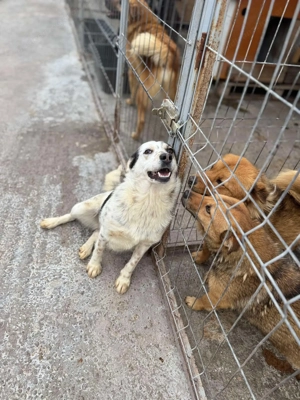 Hope - eine verschmuste Abenteurerin sucht ihr Für-immer-Zuhause Bild 5