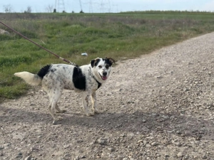 Hope - eine verschmuste Abenteurerin sucht ihr Für-immer-Zuhause Bild 3