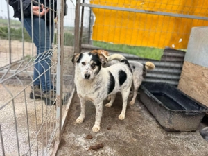 Hope - eine verschmuste Abenteurerin sucht ihr Für-immer-Zuhause Bild 4