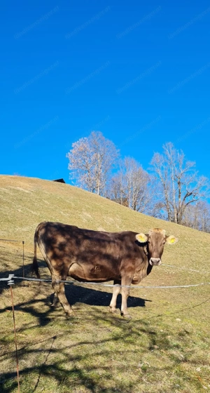 Hochträchtige Braunviehkuh zu verkaufen