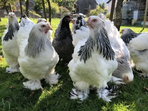 Hühner Hennen Geflügel  Bild 3