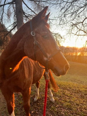 Pflegebeteiligung für 31- jährige Stute Bild 2