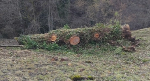 Verkaufe Eschenstamm