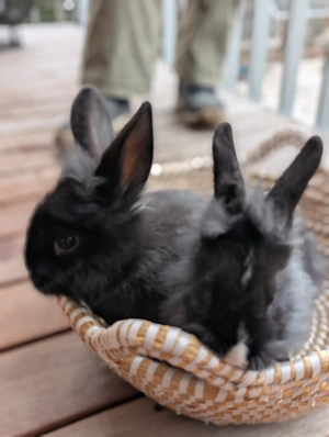 Babykaninchen suchen neues Zuhause  Bild 2